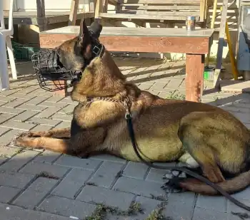 Polizeihund